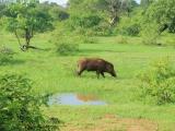 Yala National Park